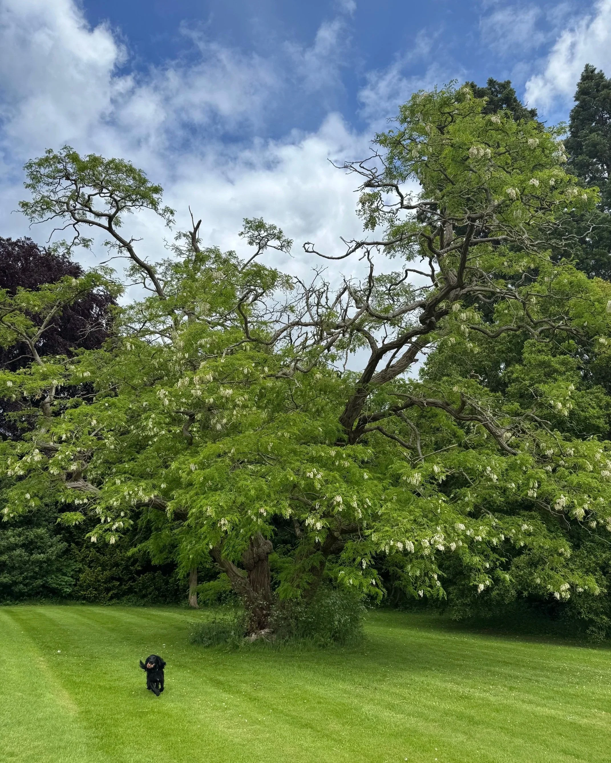 A pseudo acacia tree in full flower with a spaniel running towards at Goldsborough Hall