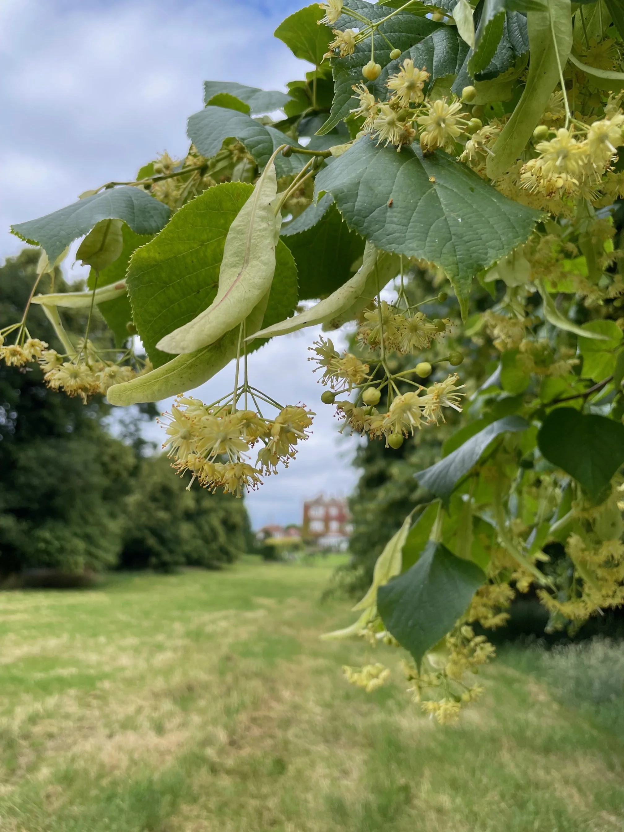 Close up of lime flowers with  Goldsborough Hall in the background