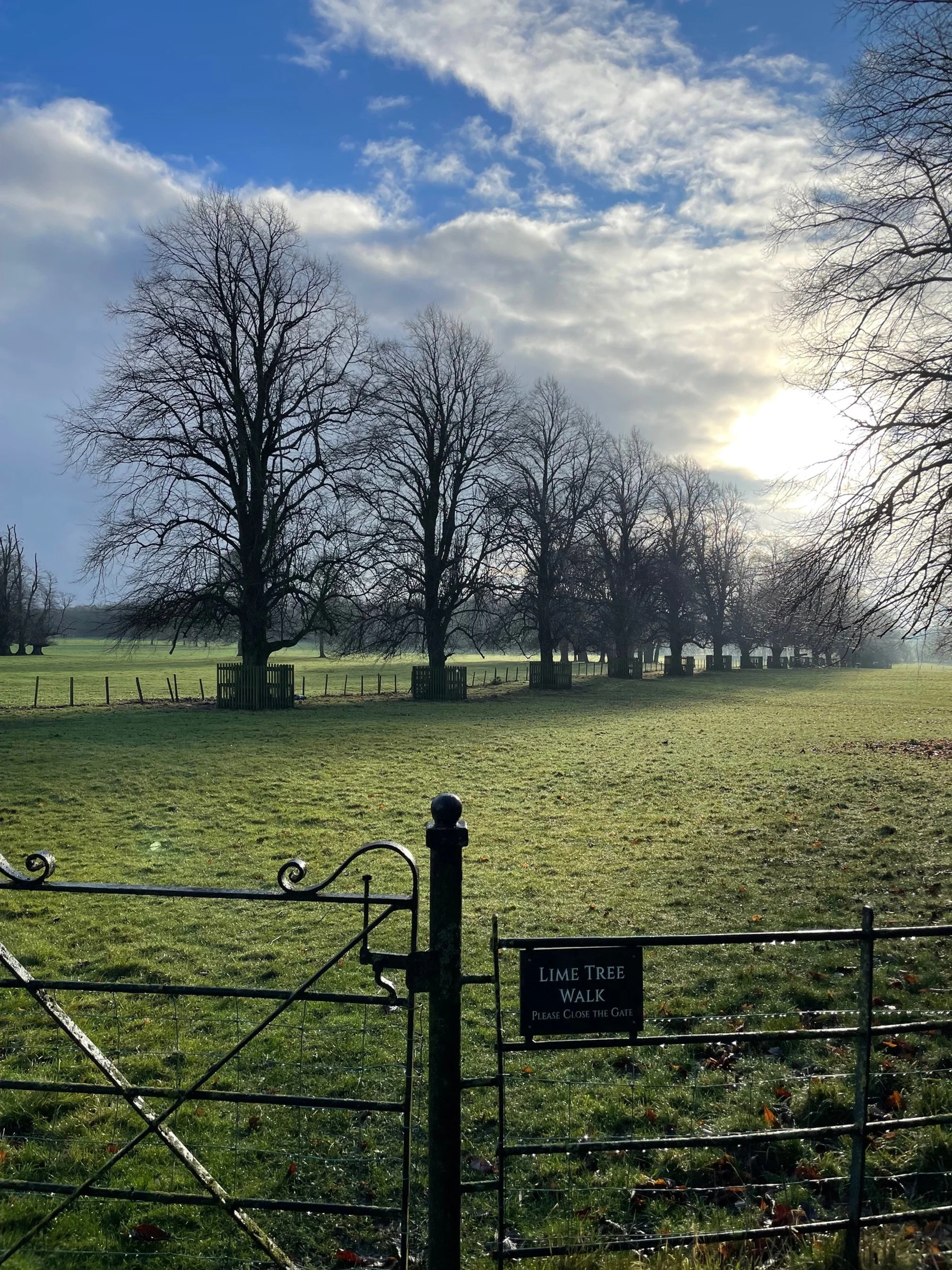 Stark bare Winter trees in the Lime Tree Avenue at Goldsborough Hall