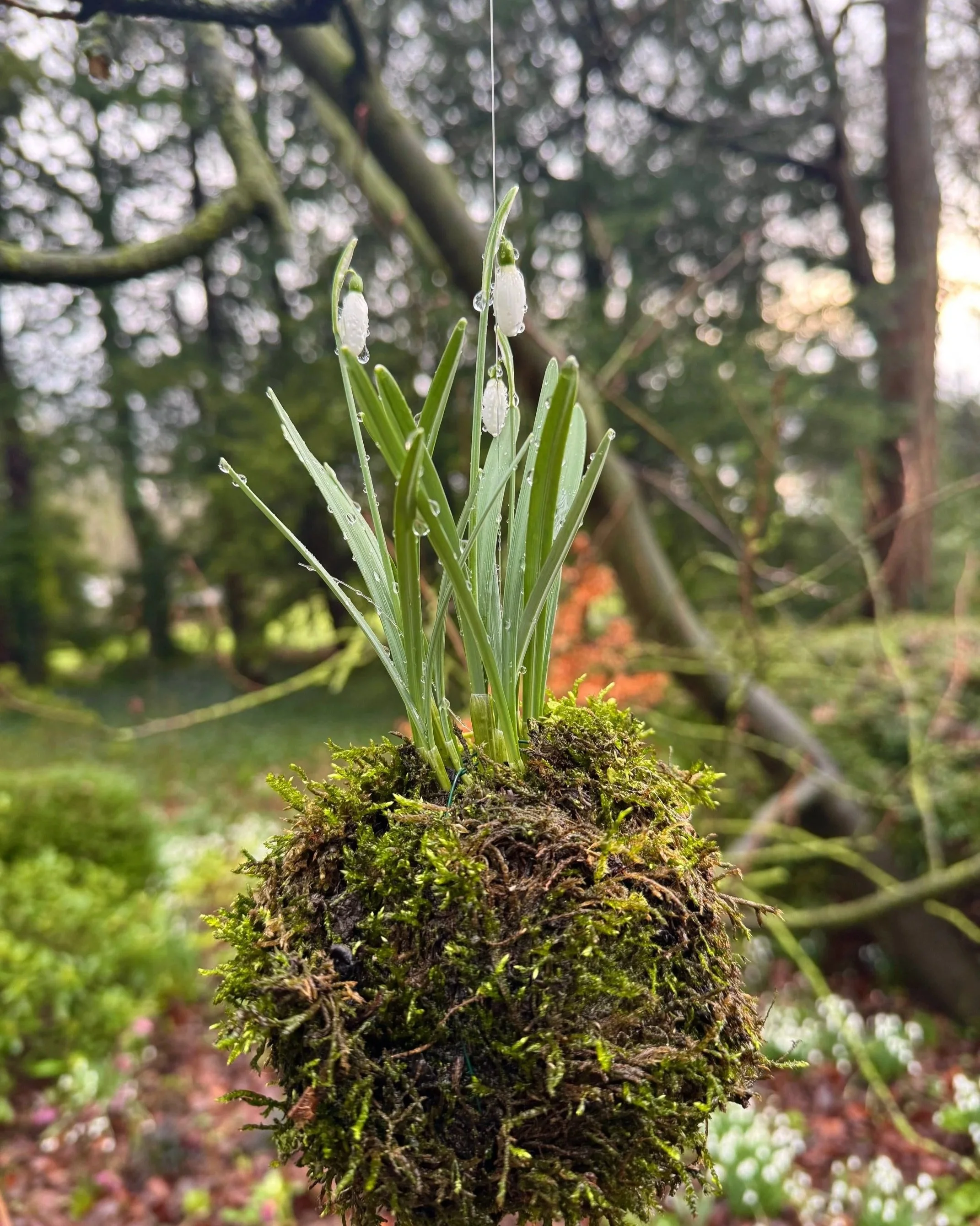 A moss ball containing snowdrops hanging from a tree