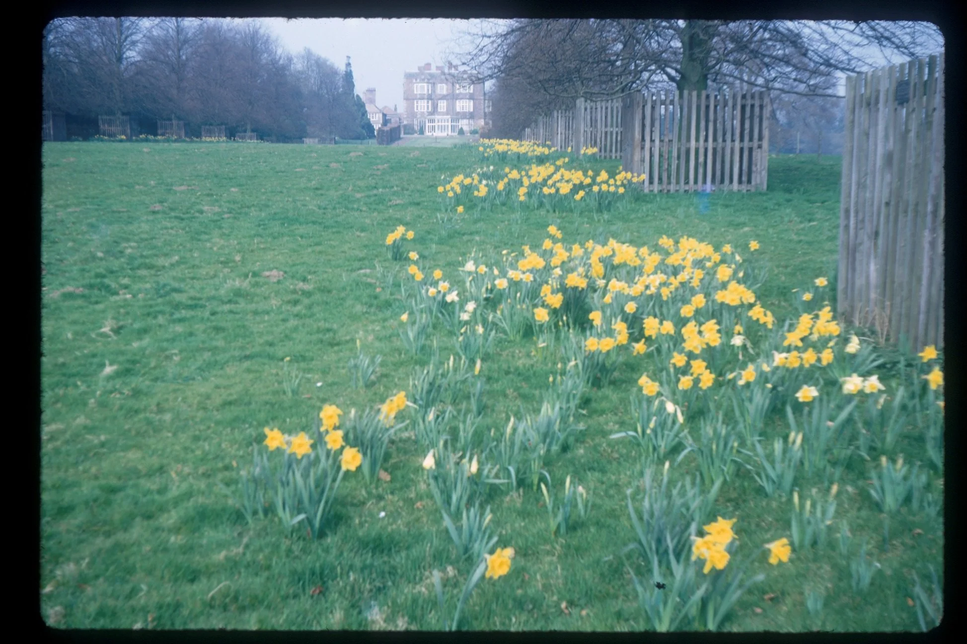 Old colour photo showing daffodils in the Lime Tree Walk at Goldsborough Hall