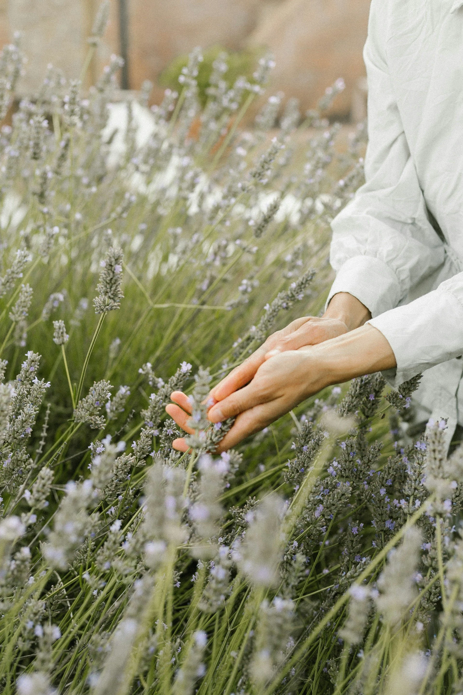 Botanicals for Perimenopause & Menopause Support