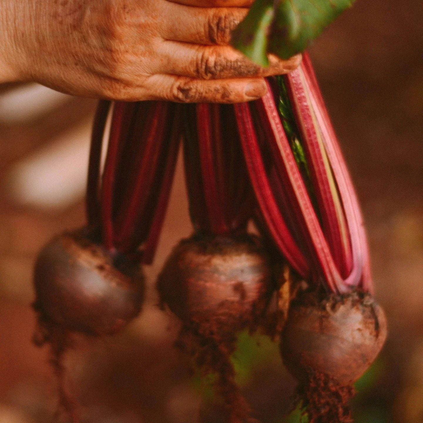 Why might beet juice affect blood pressure? 
(new study!)

A new study found that older adults who drank beet juice for 2 weeks had healthier blood pressure. 

But why?

Here&rsquo;s how it works:

✔ Beets are rich in nitrate

✔ Nitrate gets converte
