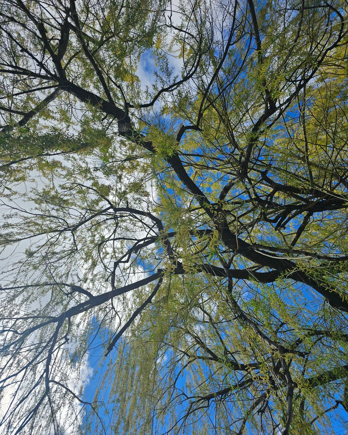 As March comes to a close 🌿

This month has been a gentle reminder that healing isn&rsquo;t about rushing. It&rsquo;s about supporting your body, listening closely, and honoring where you are.

As we step into a new season, take a moment to check in