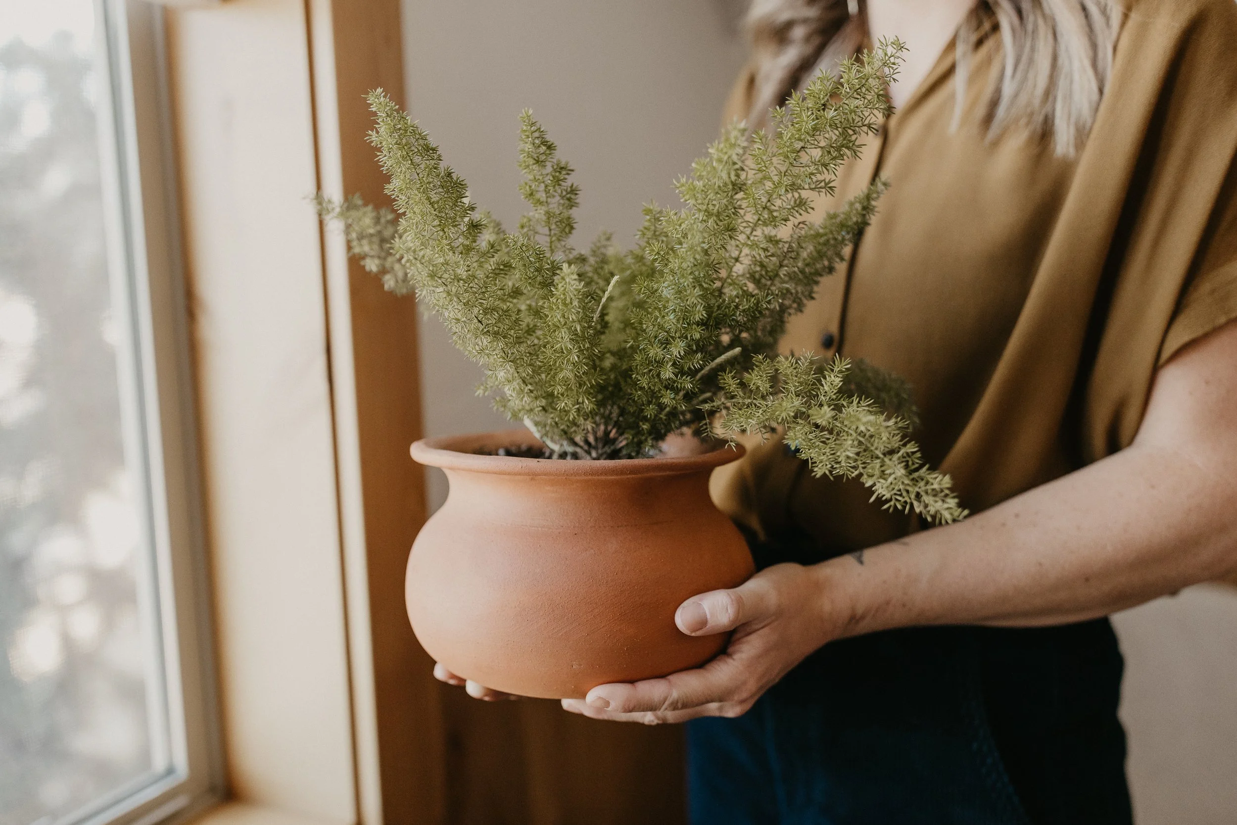 Person holding a potted foxtail fern by a window