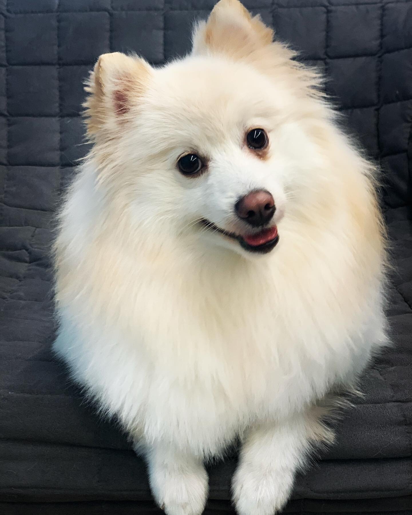 Nata #experientialspaw #barkandbrush #dogsofmississauga #pomeranian #pomeranianofinstagram #ilovewhatido #dogsarebest #handsomedog #pomeranianlife #ilovedogs #dogroomerslife