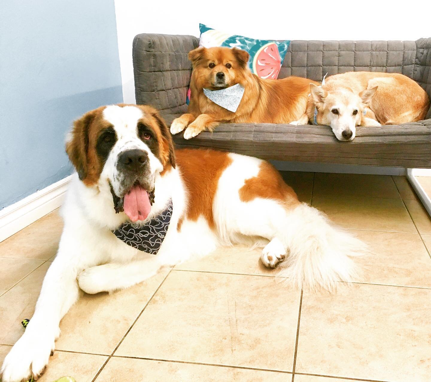 What a beautiful pack! 💜 #barkandbrush #experientialspaw #dogsofmississauga #happyfamily #rescuedogsofinstagram #stbernard #dogstylist #dogroominglife