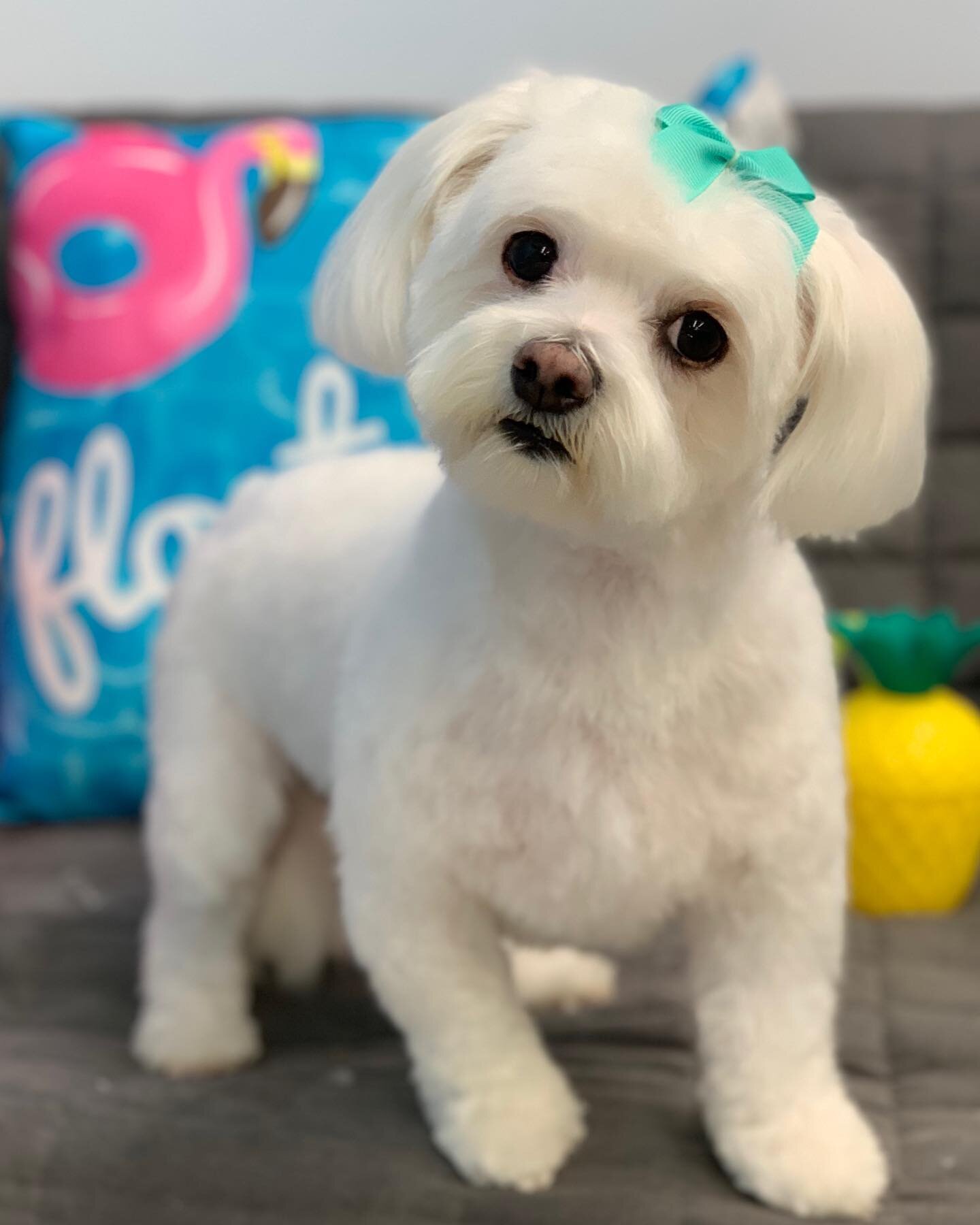 Hello new week!
#barkandbrush #experientialspaw #malteselovers #dogsofmississauga #ilovemississauga #furologist #dogsofinsta #cutestdogever #ilovedogs #dogslife #bestdogroomer