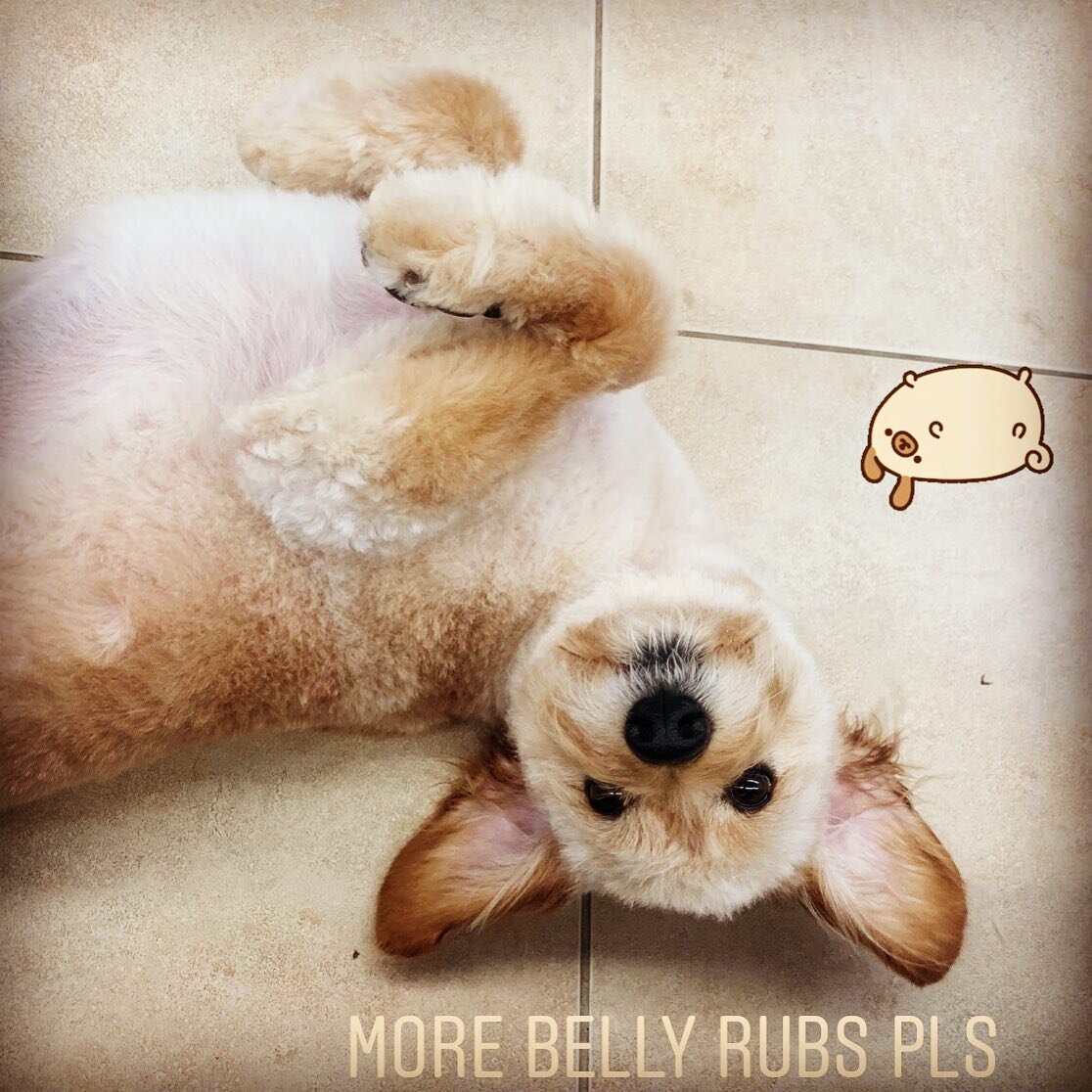 Dexter can&rsquo;t have enough belly rubs after his groom #experientialspaw #barkandbrush #mississaugadogs #dogslife #lovewhatido #bestdogever #bellyrubsplease #julzgrooming #petstylist #dogroomer #dogsarebest