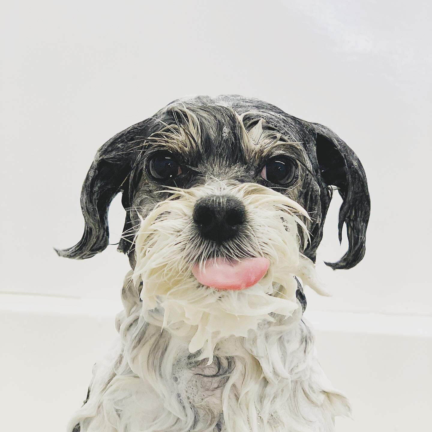 Tongue out Tuesday #imwinnie #barkandbrush #wetdog #dogslovebathtime #experientialspaw #squeekyclean #dogsinthetub #dogsofmississauga #ilovedogs #petstylist #dogroomer