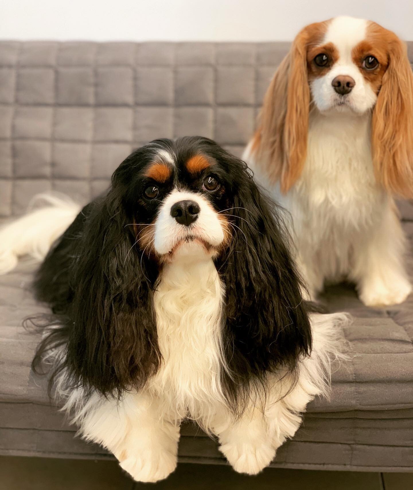 Oliver and Lola came for a freshen up today #cavaliers #oneofmyfavoritebreeds #experientialspaw #barkandbrush #dogsofoakville #cavaliersofistagram #ilovemississauga #beautifuldogs #freshenup #squeekyclean #bathandtidy #ilovemyclients
