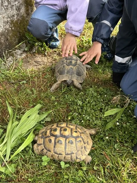 Foto Schildkröte 2.jpeg