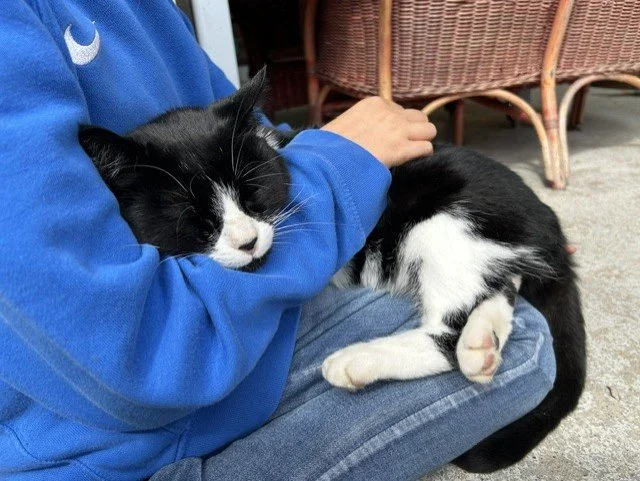 Katze