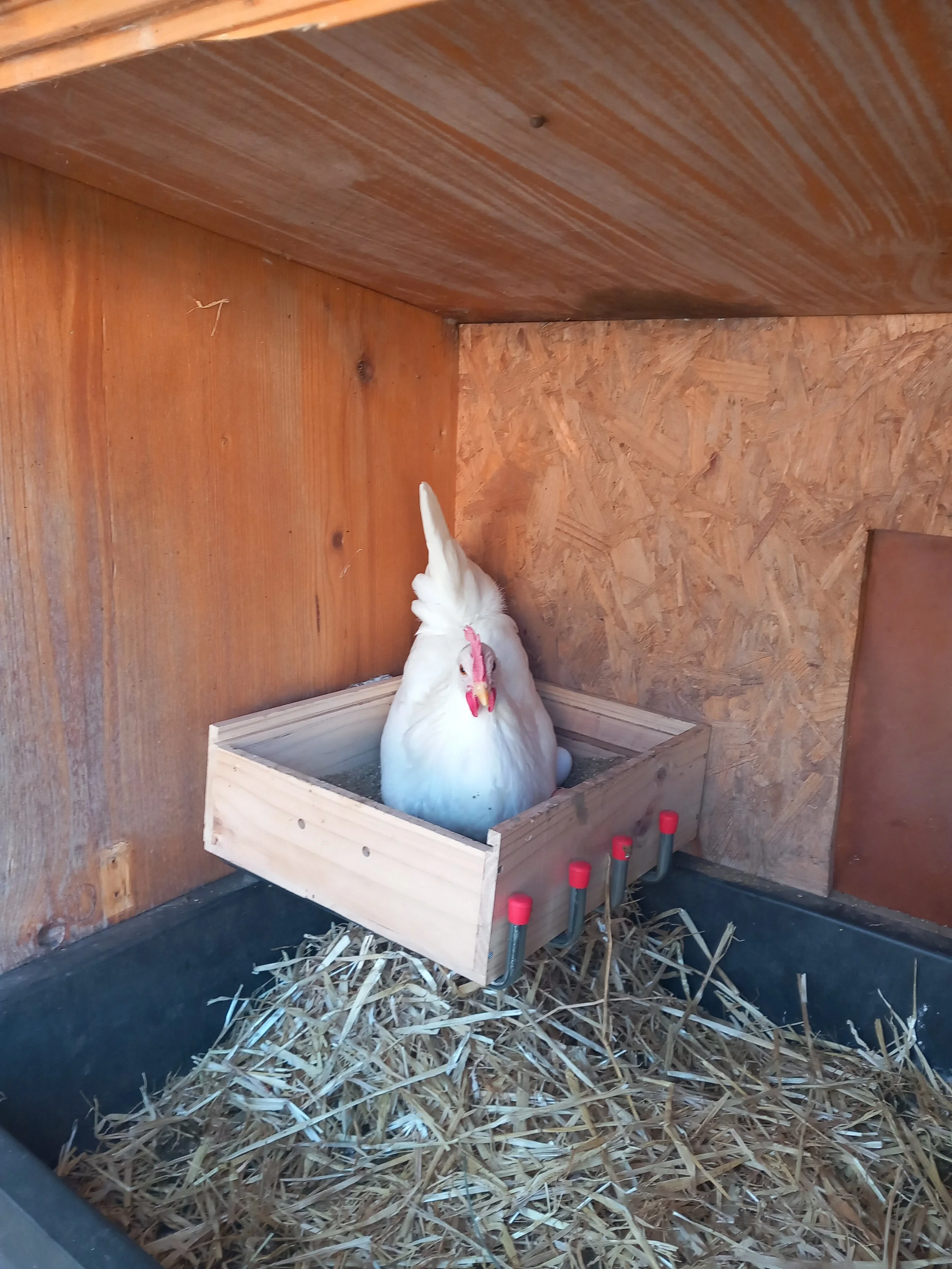 Huhn