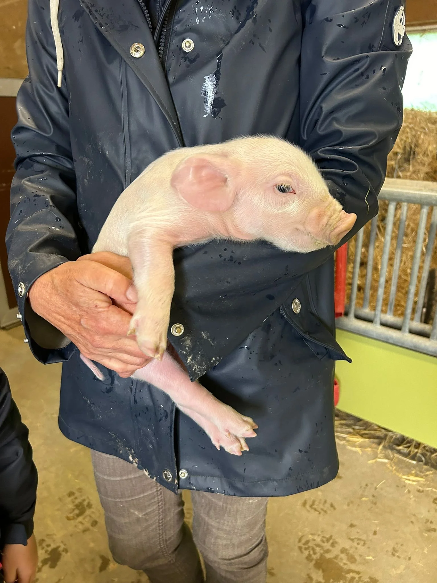Säuli