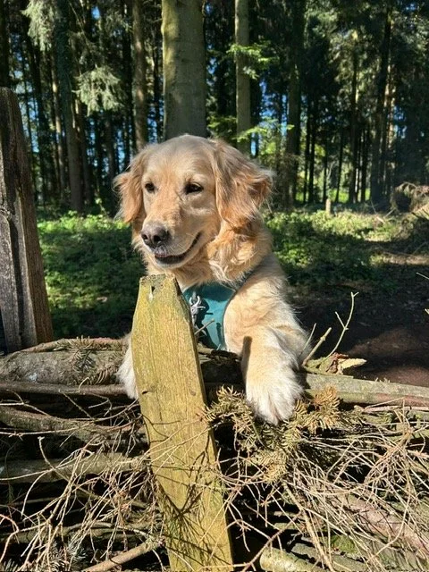 Hund