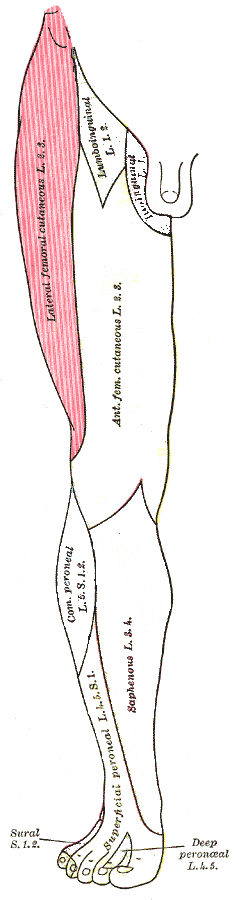 Classic anatomical drawing of the leg with the outer side of the thigh coloured pink.