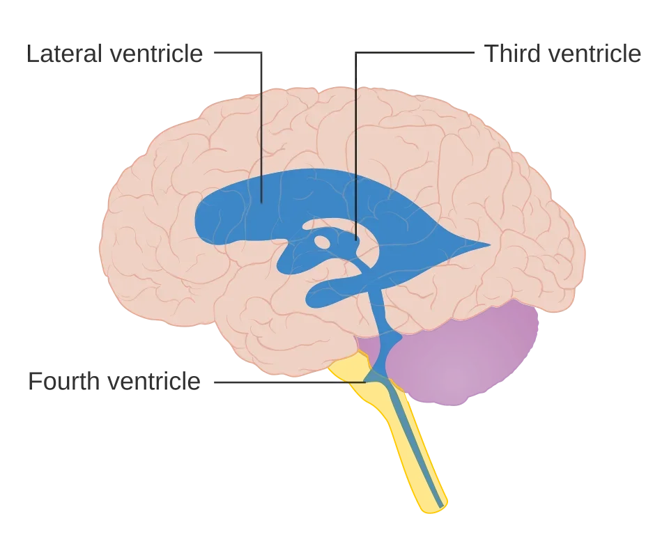 Drawing of the brain showing the lateral ventricles and the third and fourth ventricles in blue.