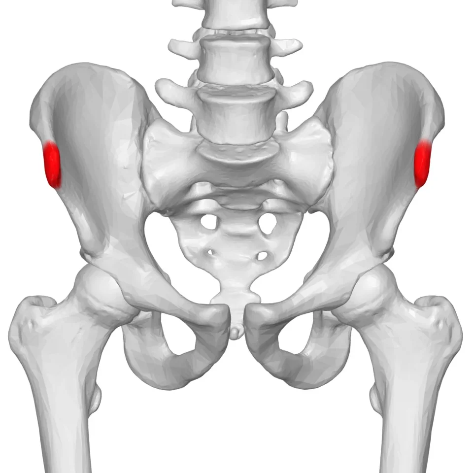 Model of the pelvis seen from the front, with the anterior superior iliac spine coloured red on both sides.