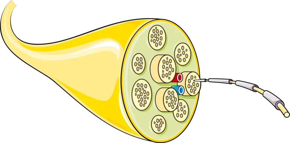 Illustration of a nerve in cross-section with several bundles of nerve fibres and a blood vessel.
