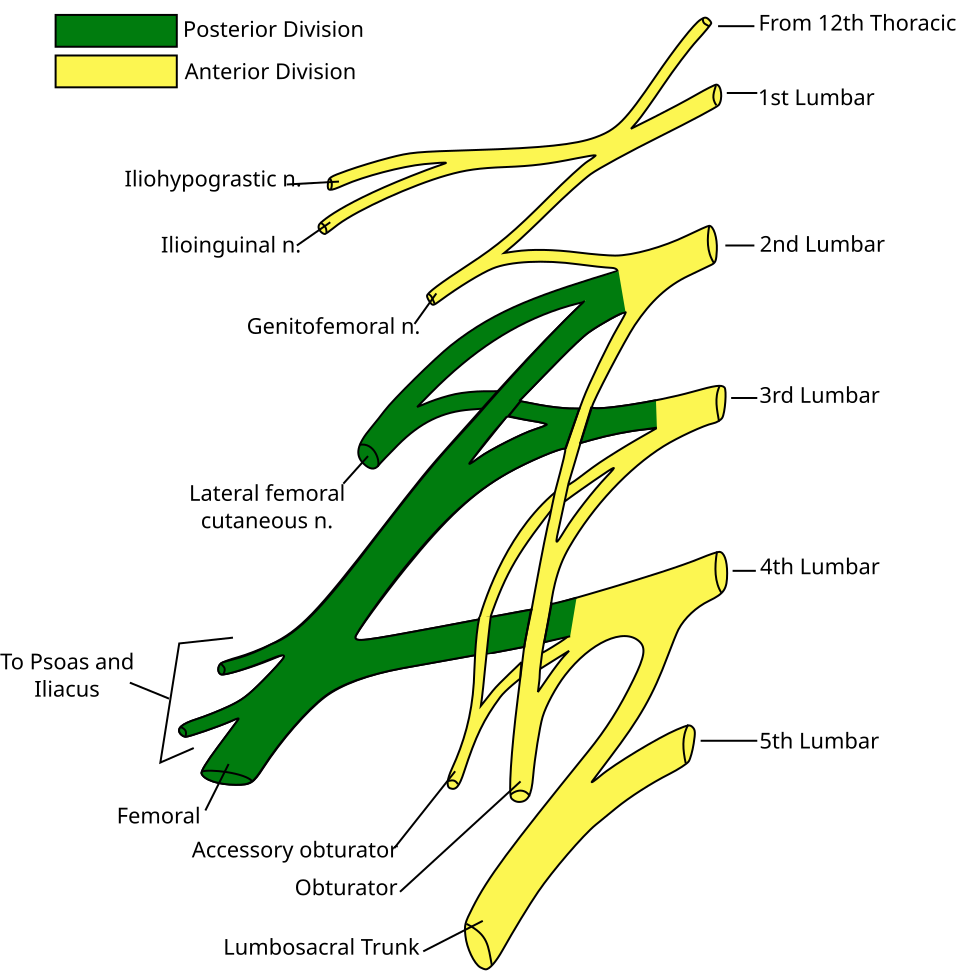 Diagram of the lumbar plexus showing the origin of the lateral femoral cutaneous nerve.