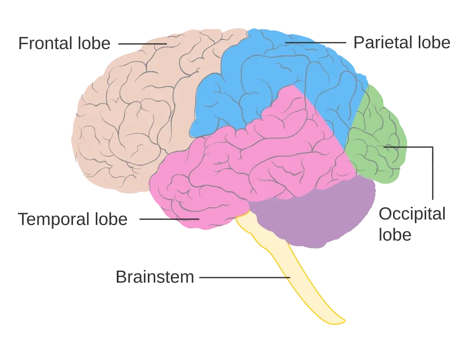 Coloured drawing of the brain showing the frontal, parietal, temporal and occipital lobes and the brainstem.