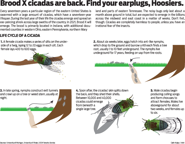 Project depicting Brood X cicadas, information. Drawn in Adobe Illustrator.
