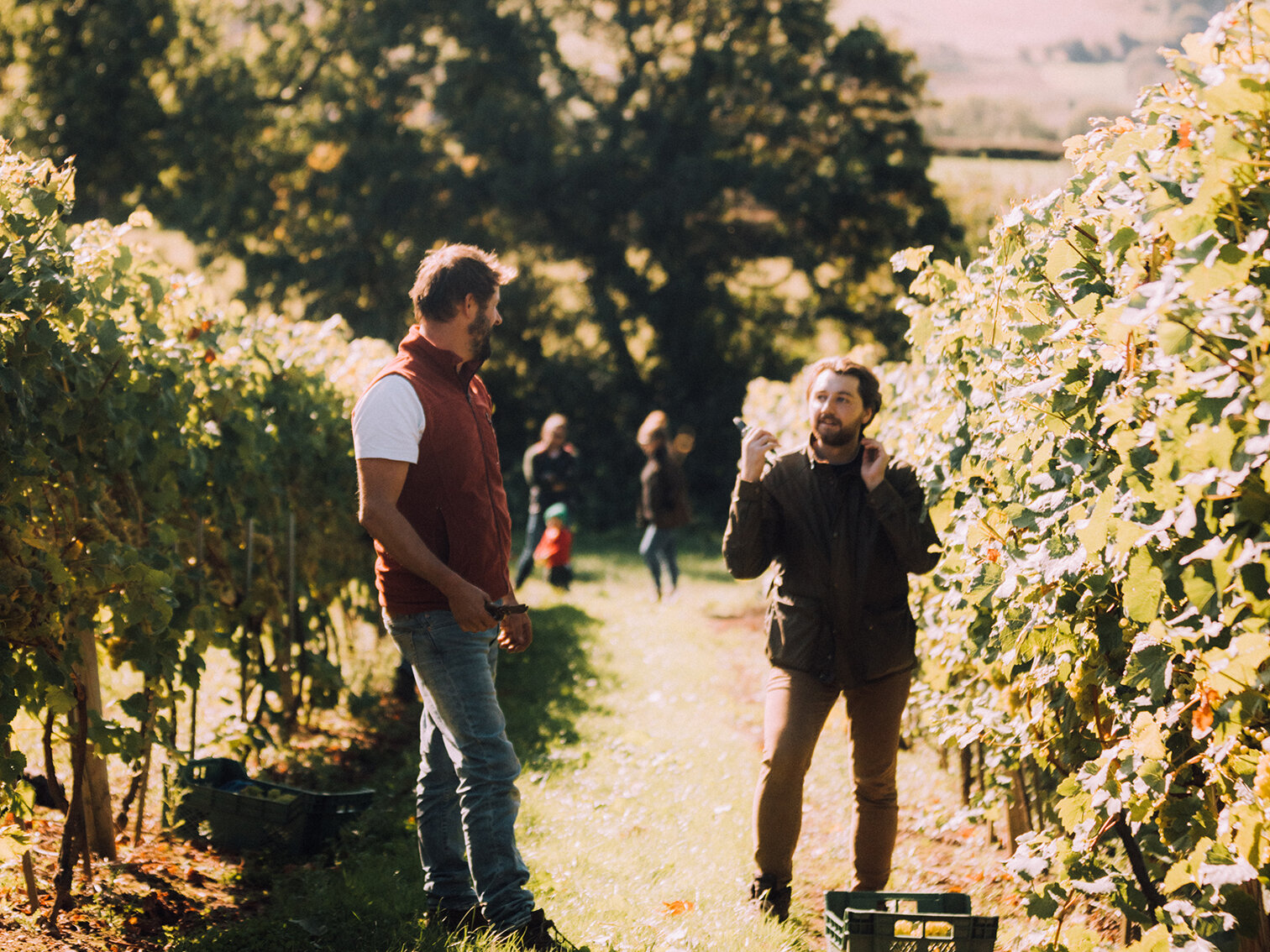 Castlwood Grape Picking-12.jpg