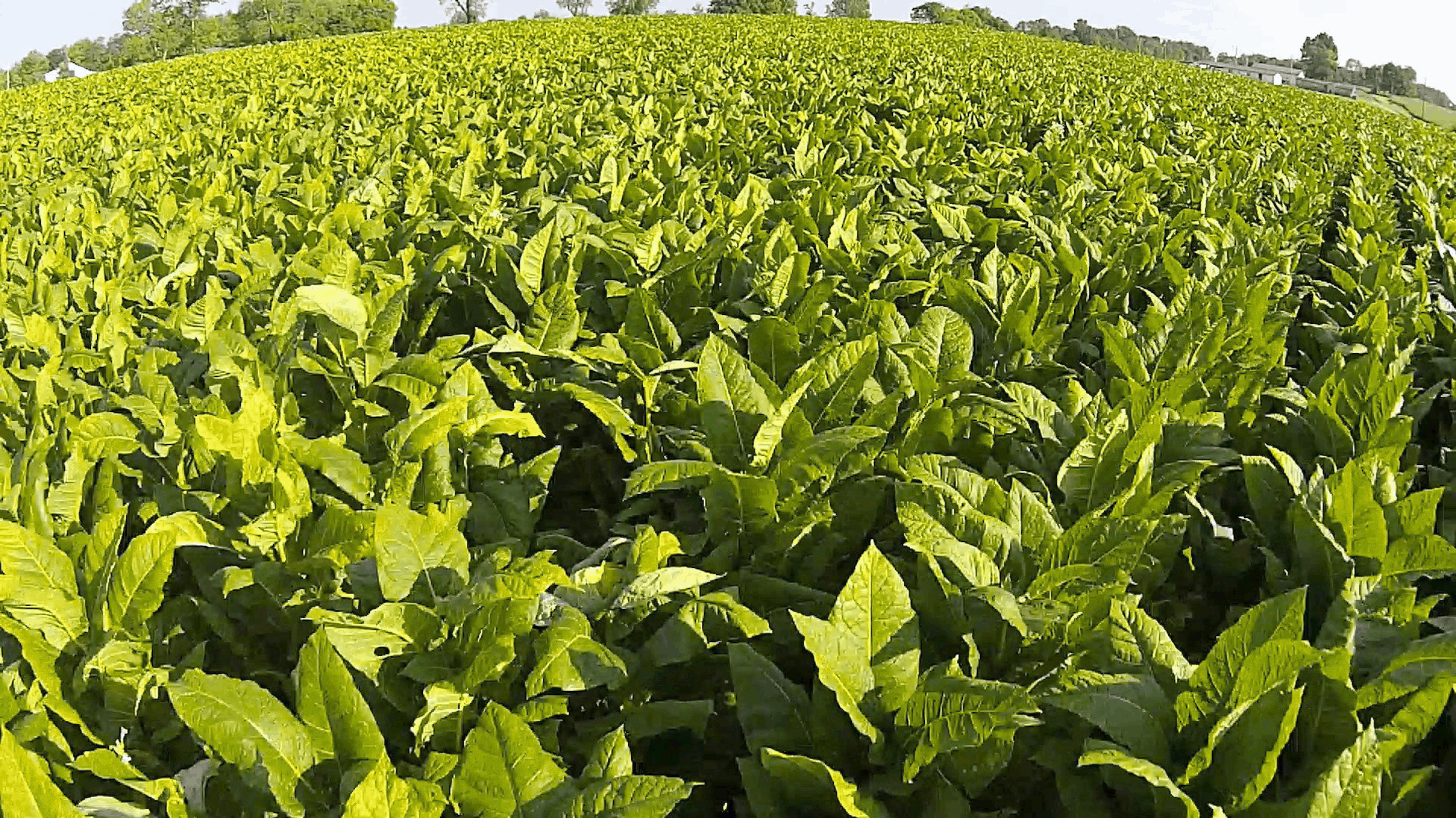 Tobacco Technology Inc
