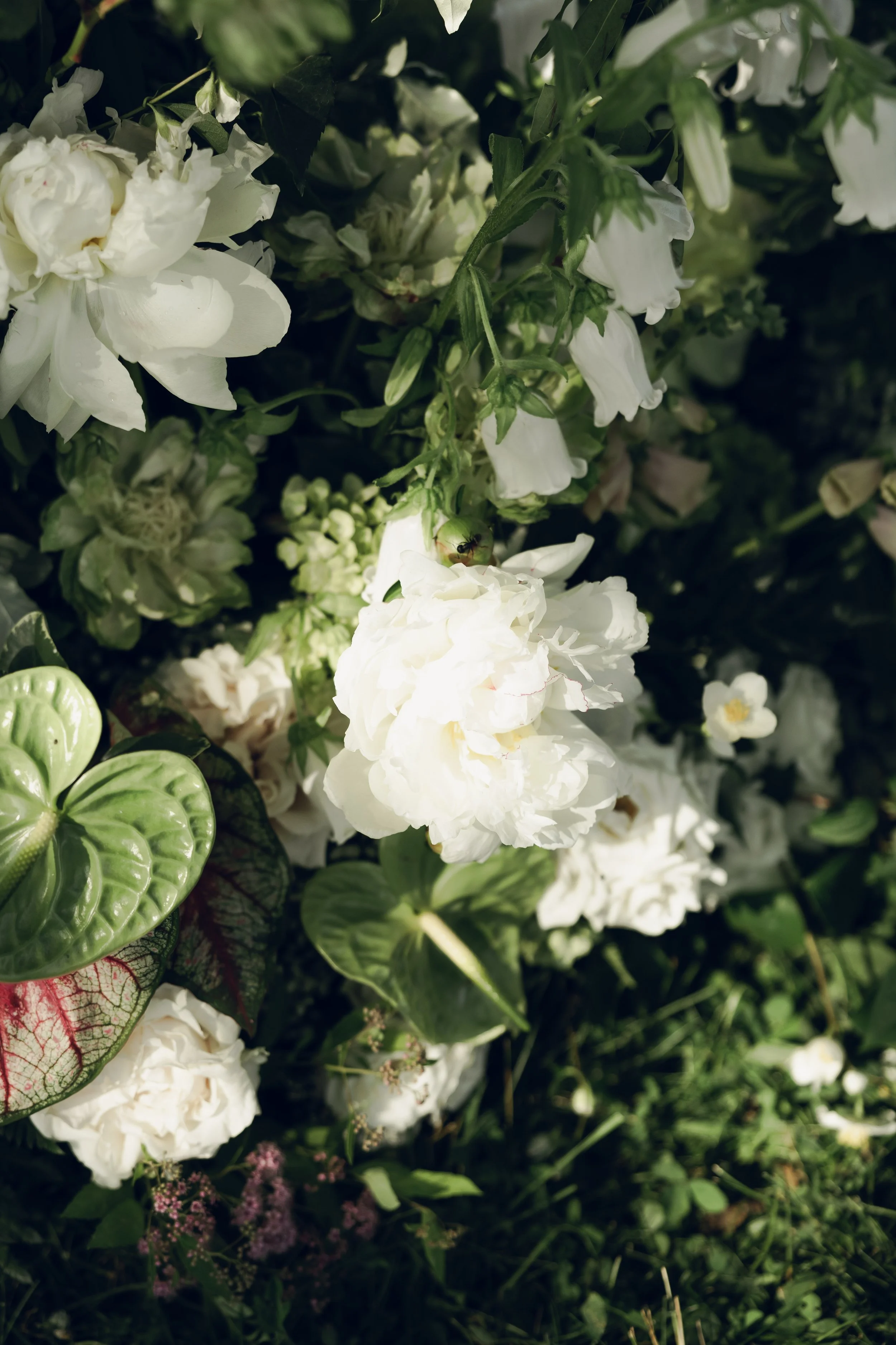sydneykerbysonphotography-5222.jpg (Copy)