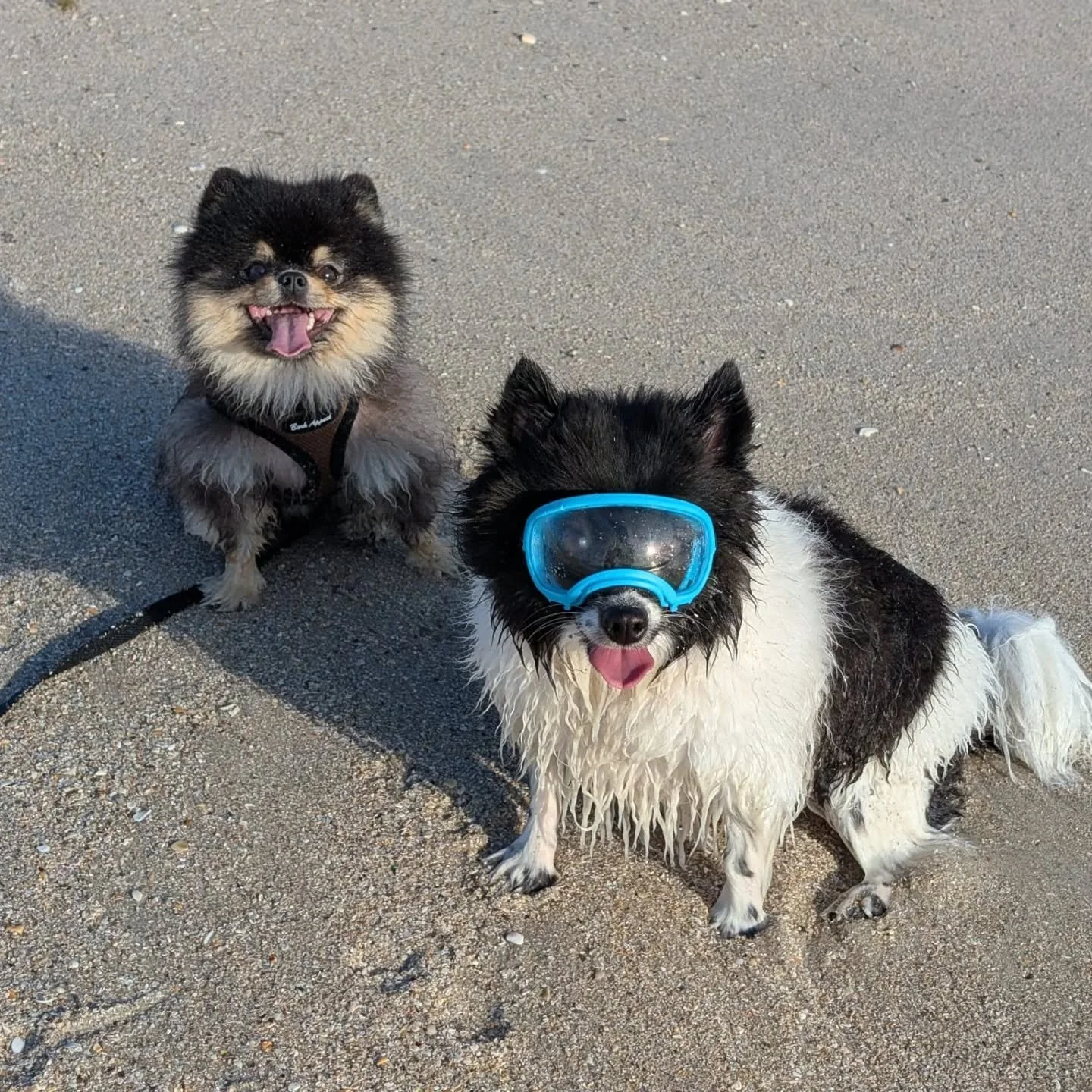 Always ready for a swim! 🏖️ The inspirations behind our Posh Petite Pets line - always willing quality control volunteers for new pet products 🐾  Enjoy these final summer weekends, or, as we prefer, just stay here and endless summer party with us! 