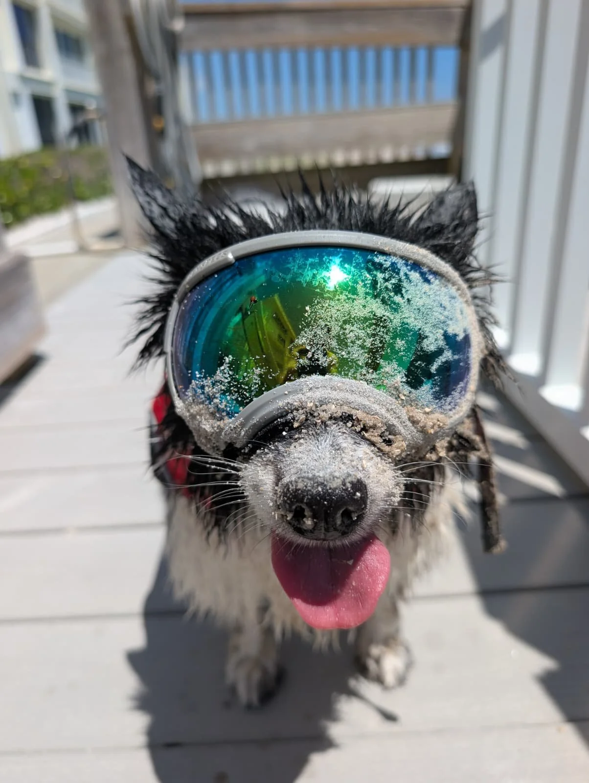 SPF: Sandy Puppy Face 😎☀️
Beach hair, sandy nose, zero responsibilities 🐶🌊🐾
Happy Friday and cheers to a weekend of sunshine, salty air, and carefree coastal days ✨
