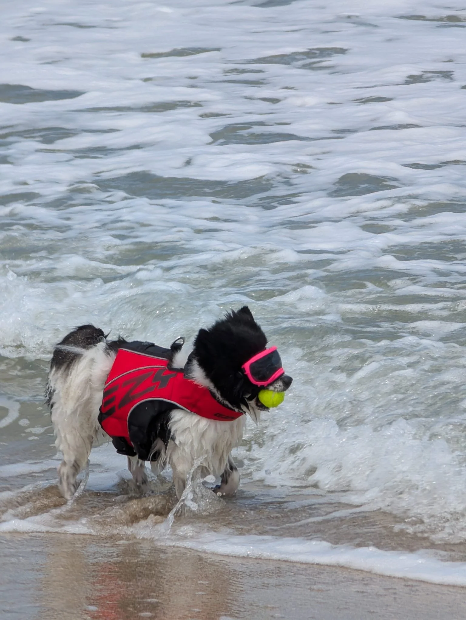 Goodbye, May 🌊☀️
Leaving with sandy paws, salty fur, and a heart full of beach days.
Hello, June. We&rsquo;re ready for more. 🐾💙