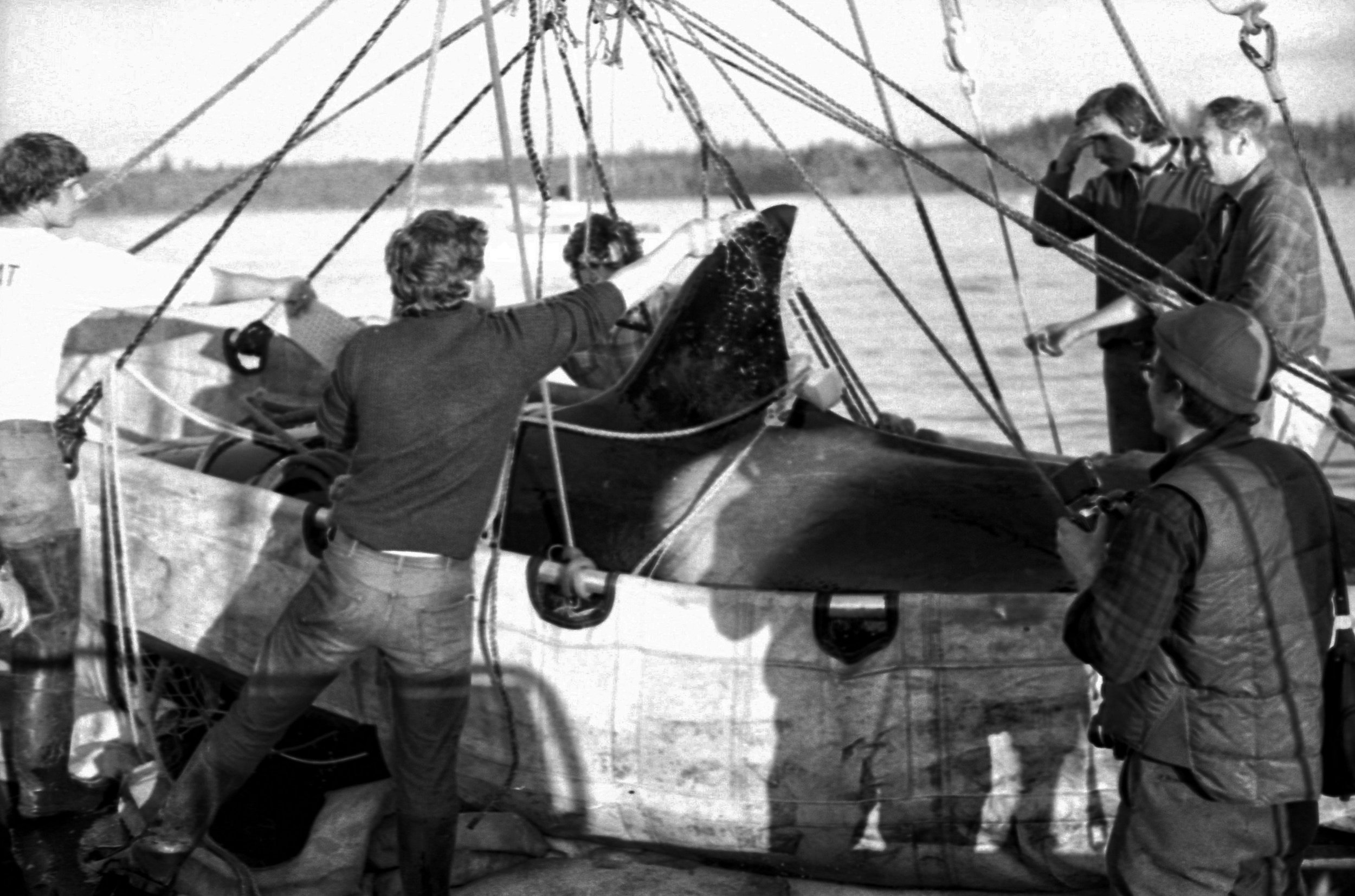 The Budd Inlet Six Capture in March 1976.