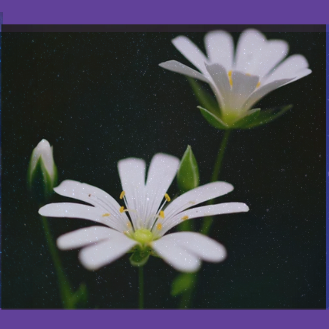 New Client Flower Essence Consultation (90 Minutes)