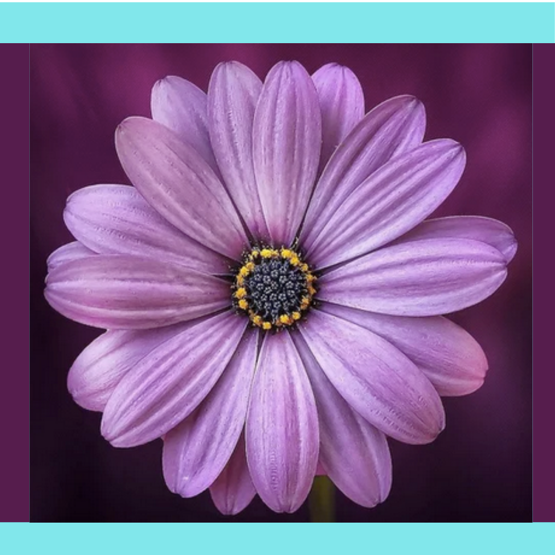 Return Client Flower Essence Consultation (60 Minutes)