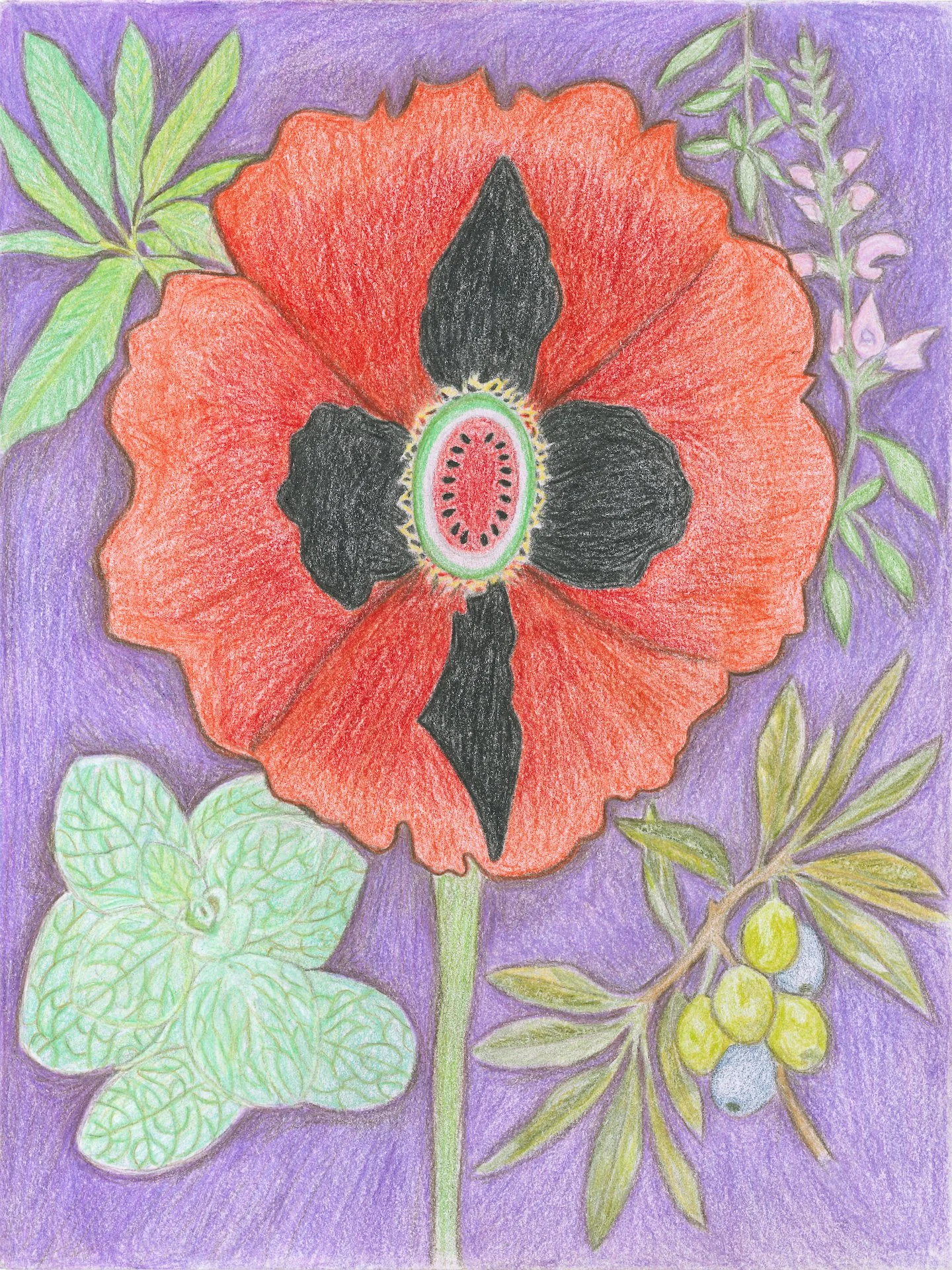 Poppy.jpg