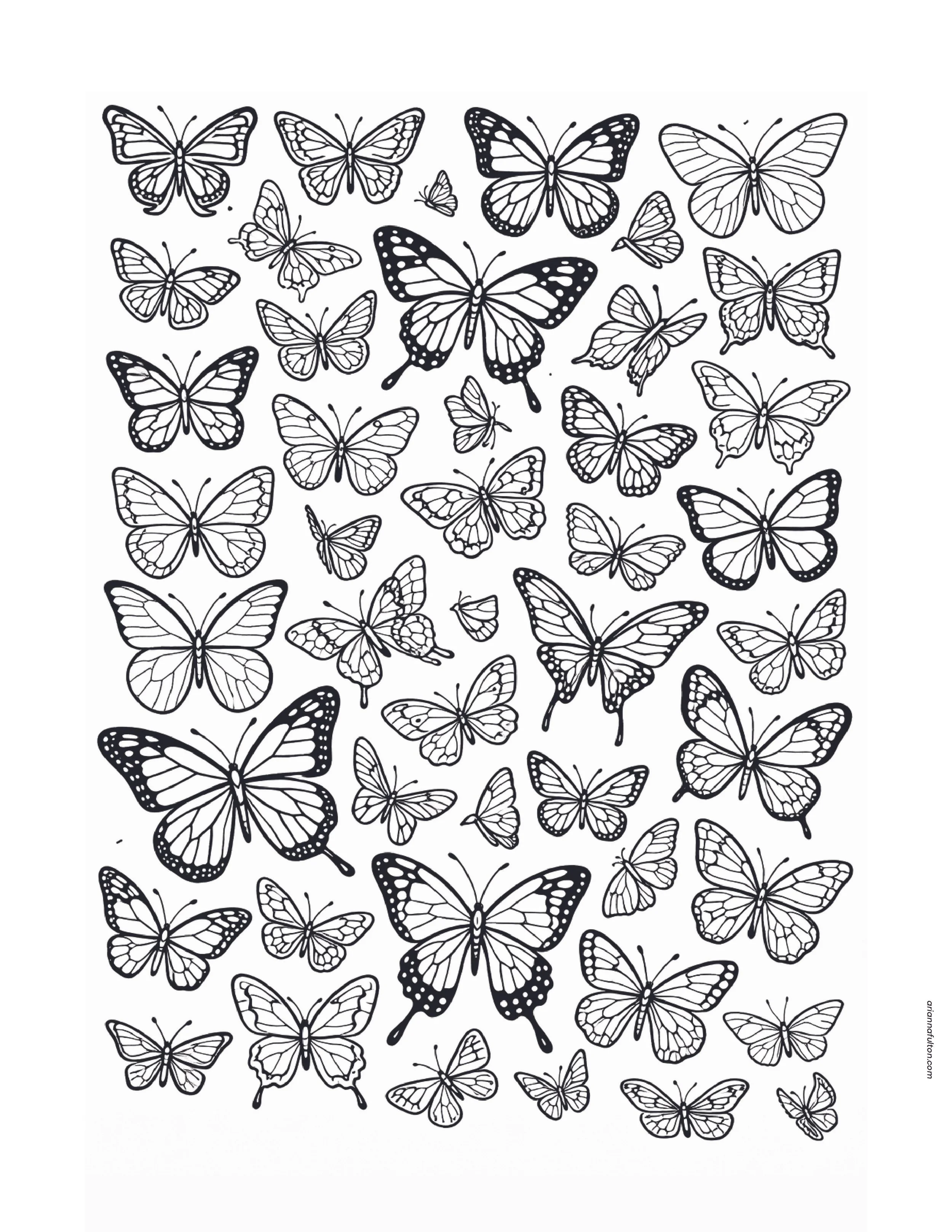 butterfly 2026.-01.jpg