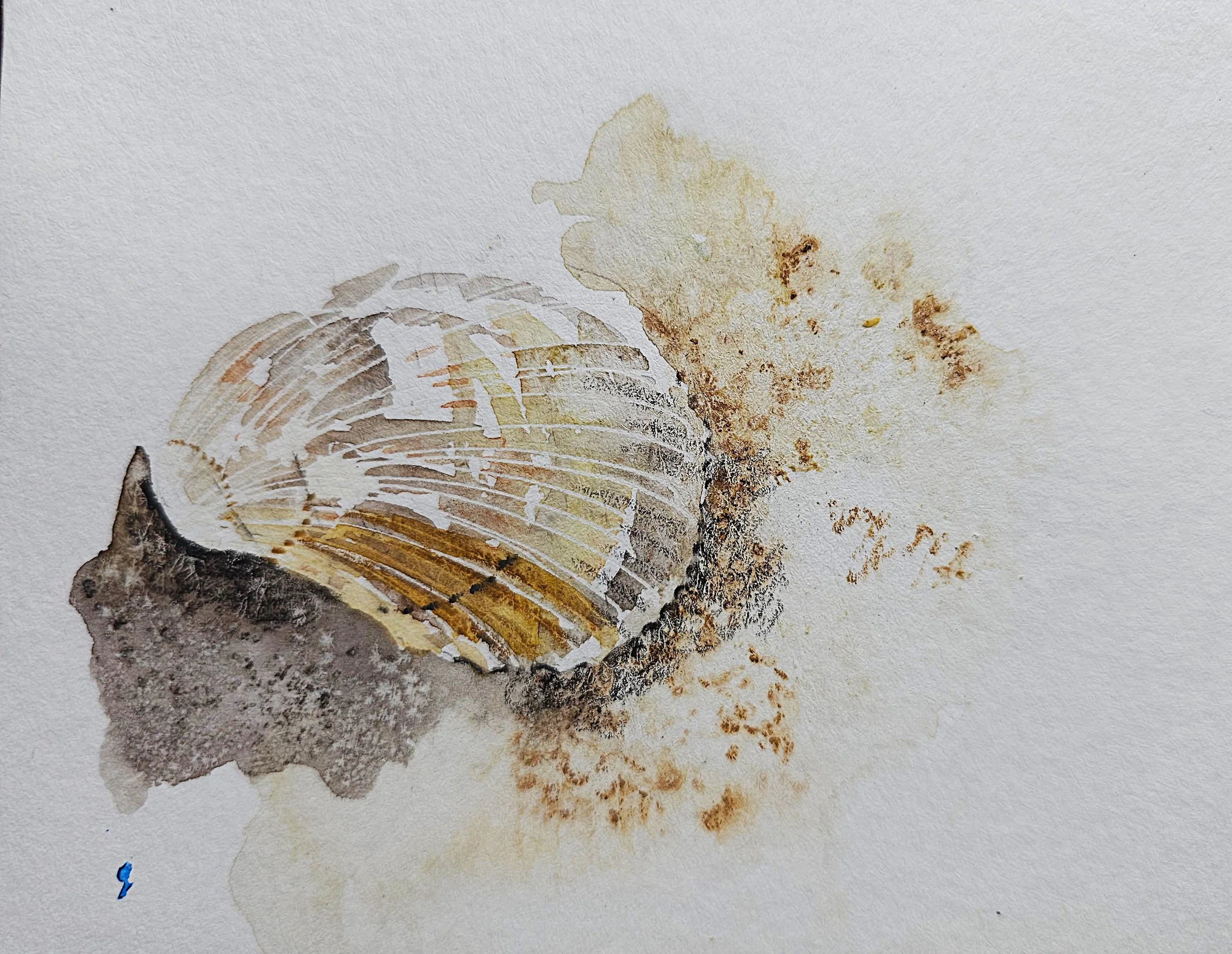 5/20/26 Sea Shell