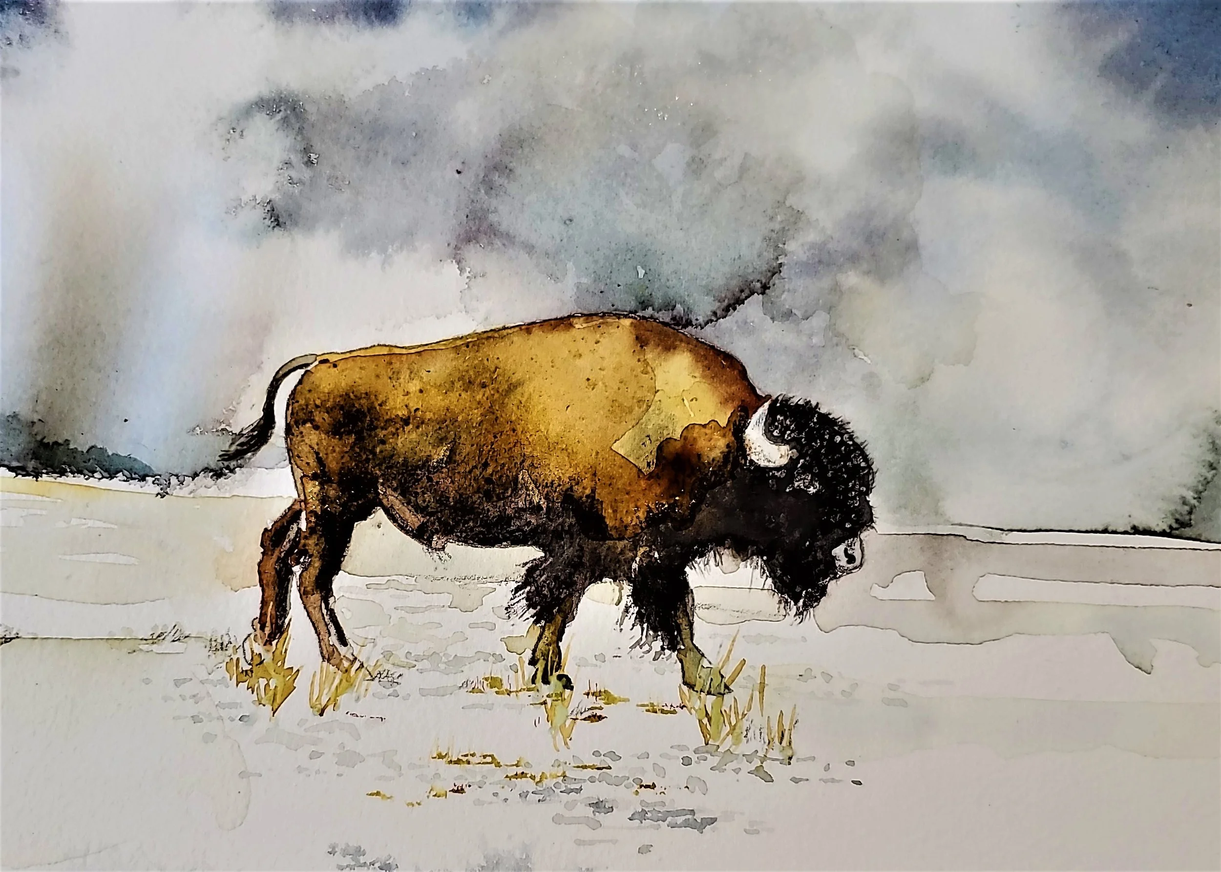 6/14/23 Bison in Winter
