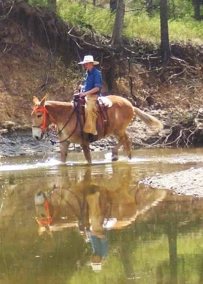 9/18/24 Reflections of a Mule