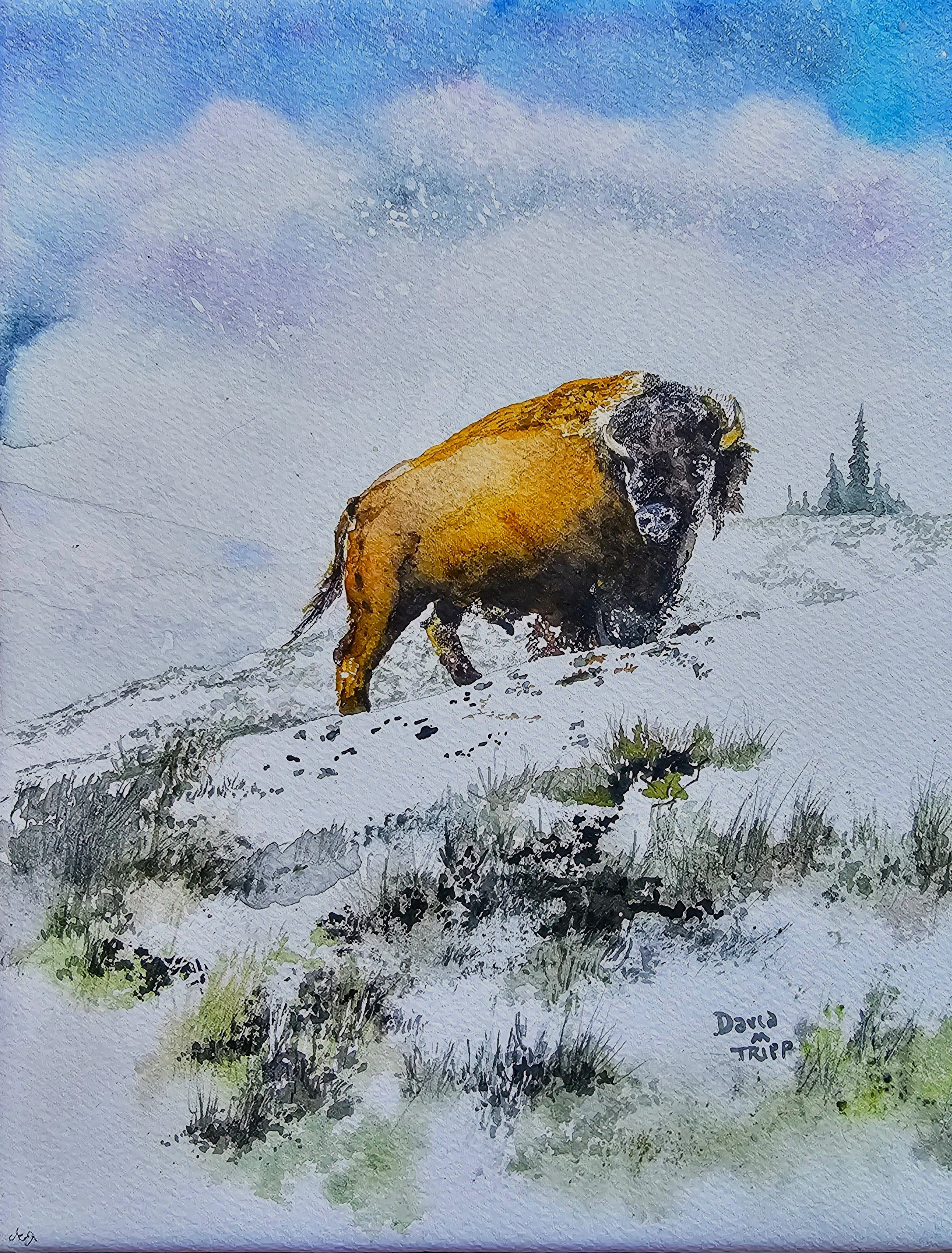 01/08/25 Bison in Winter