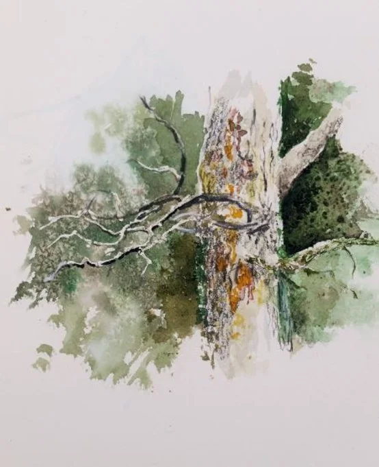 11/19/25 South Fork Pine