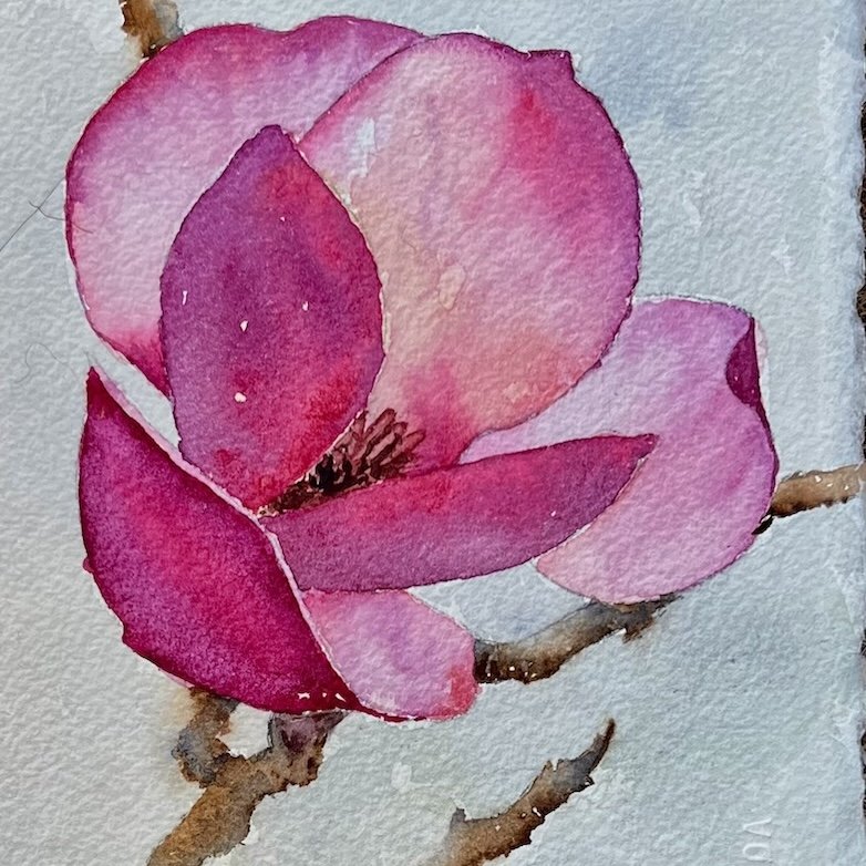 10/23/24 Pink Magnolia