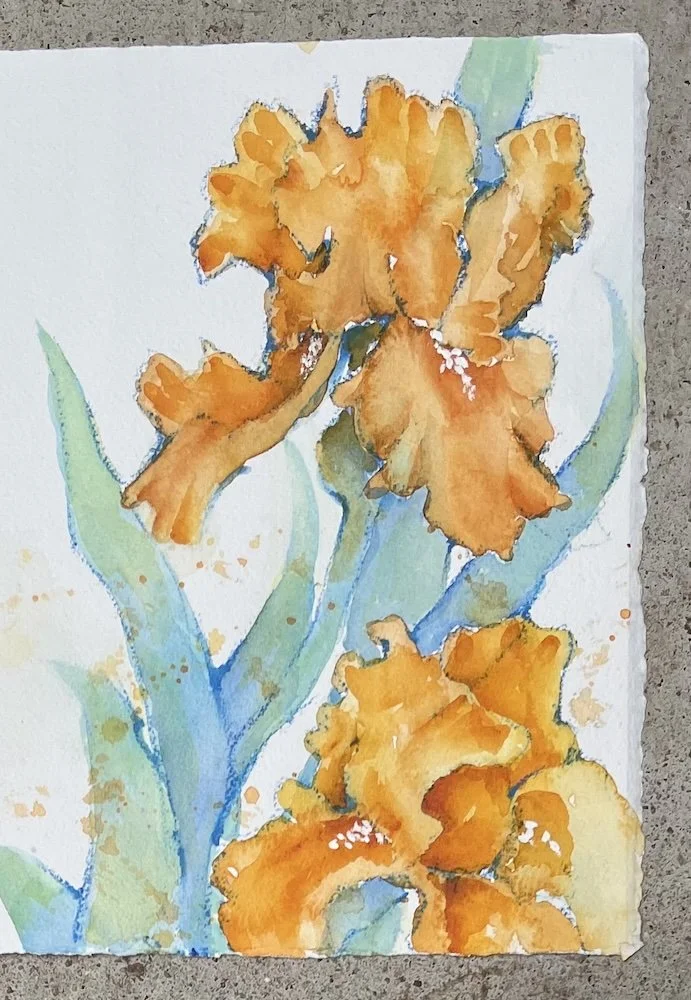9/17/24 Orange Iris