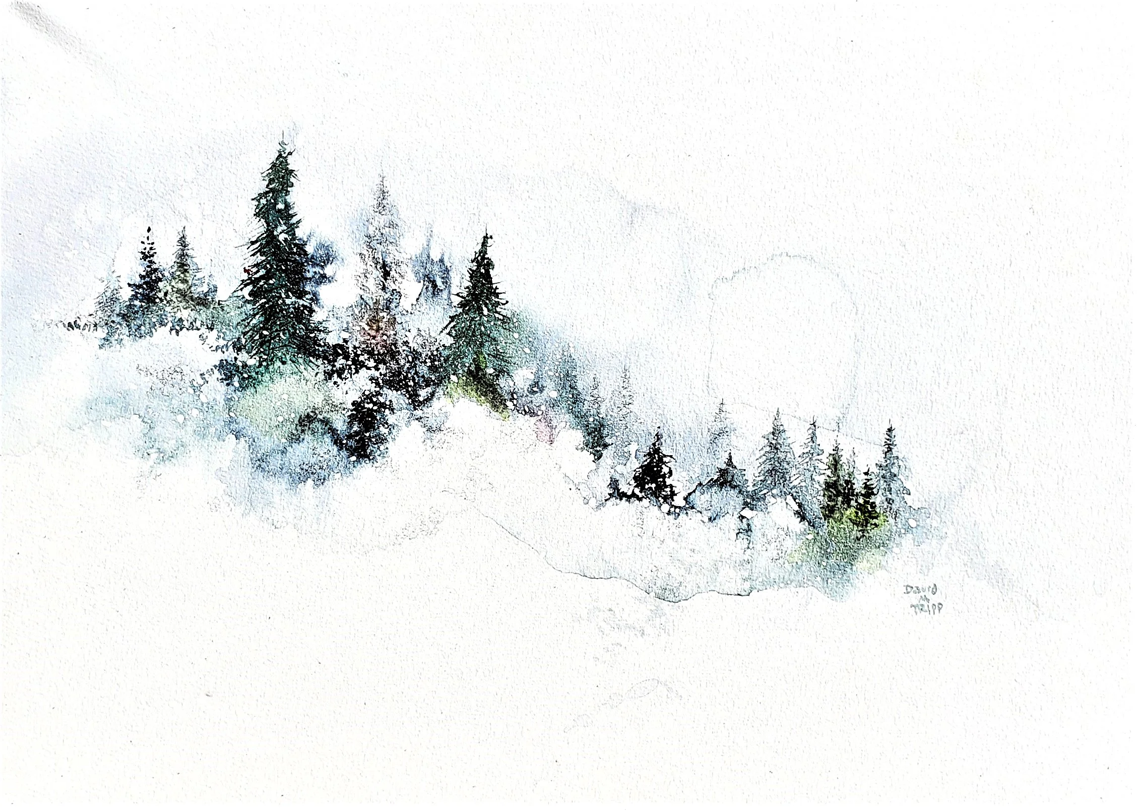 8/19/26 Evergreens in Snow