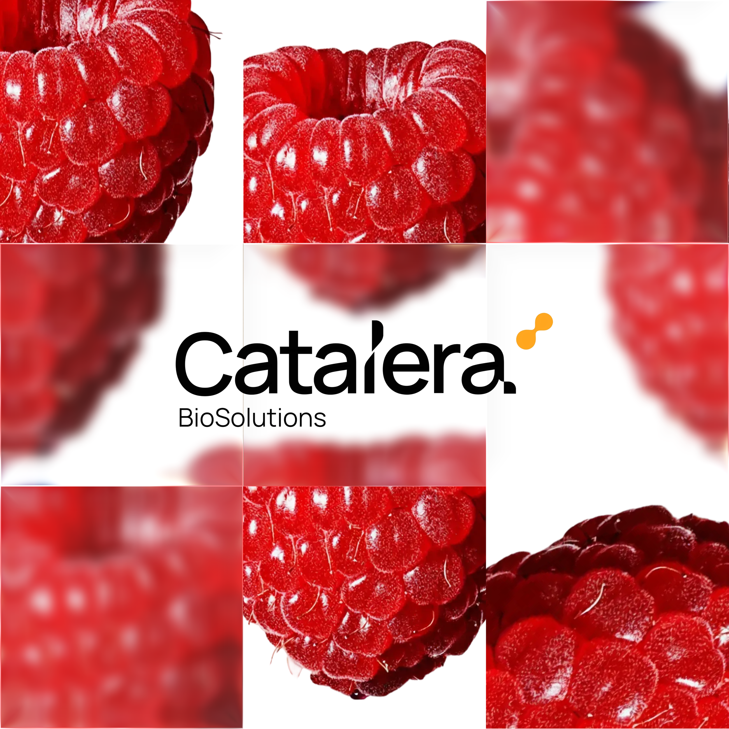 Catalera