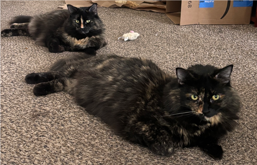 2 tortoiseshell cats lying in parallel. Andi(front) has a face that is half orange and half black. Alex (back) has a black face with an orange stripe on her nose