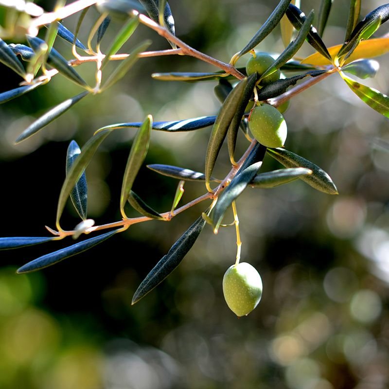 una_aceituna_olivar_gredos_nayana_yoga.jpg