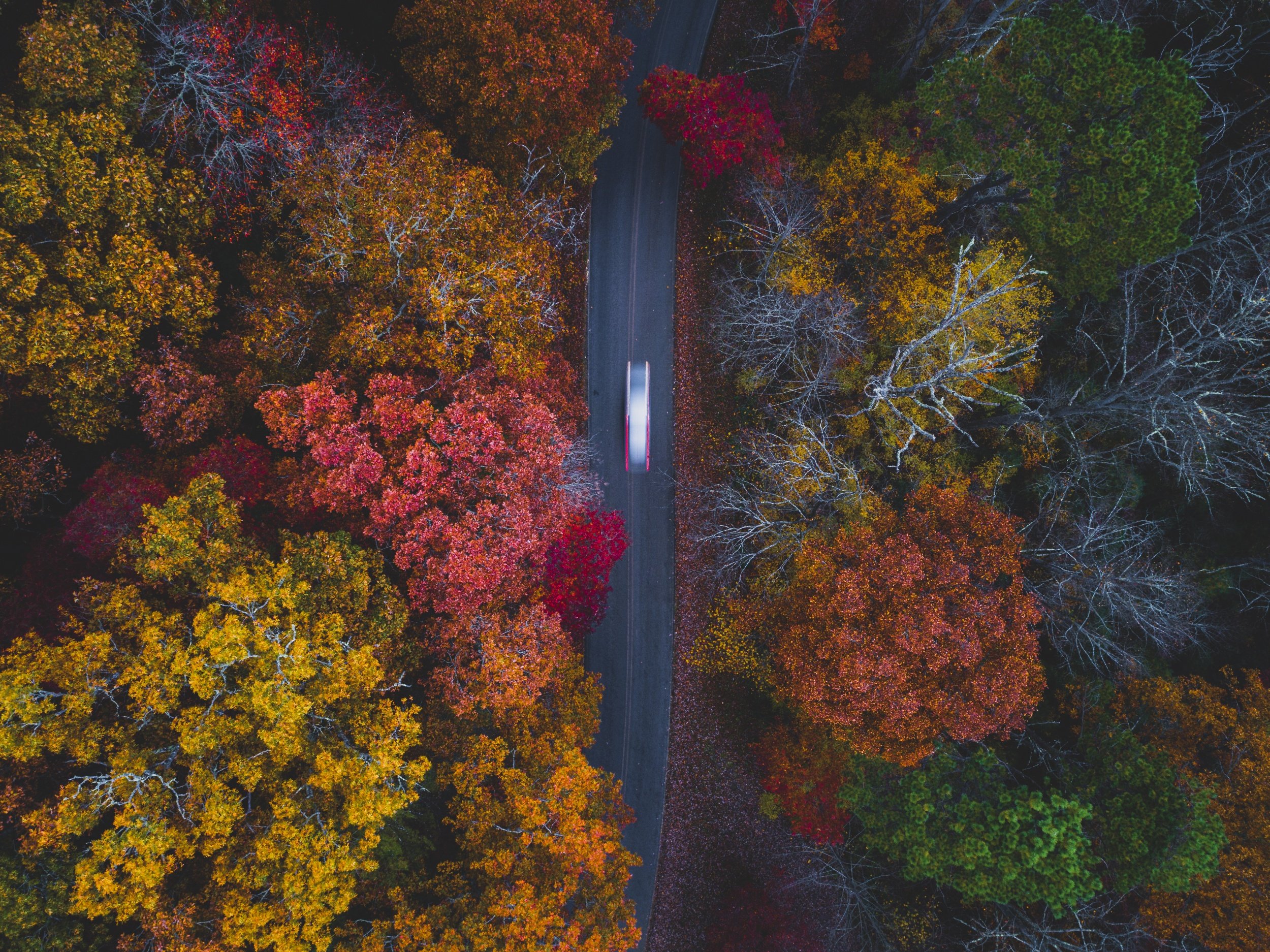  “Driving Through Fall” 